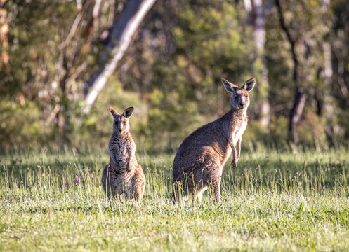 Kangaroos with joey (Macropodidae), Australia