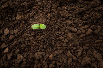 Green sprout soil plant ground earth day. Sapling young plant seedling growing sprout plant growing nature. Vegetable seedling sprout cucumber seedling soil ground sapling grow organic soil background