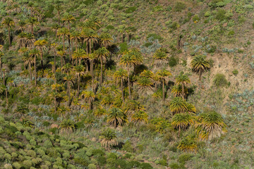 View of palm grove at the bottom of a ravine in Gran Canaria, Spain