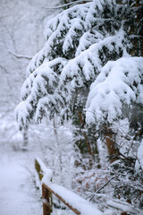 Fototapeta na wymiar Milder Schnee bei wenig Sonnen, Waldweg Bäume