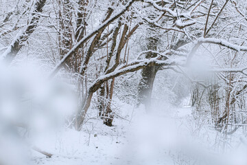 Milder Schnee bei wenig Sonnen, Waldweg Bäume