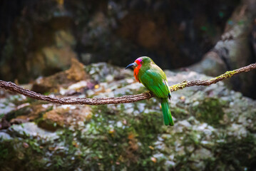 beautiful bird Red-bearded bee-eater (Nyctyornis amictus) green bird with red beard and pink forehead