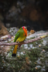 beautiful bird Red-bearded bee-eater (Nyctyornis amictus) green bird with red beard and pink forehead
