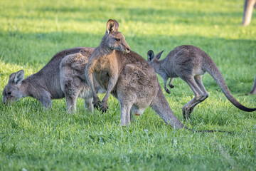 Kangaroos with joey (Macropodidae), Australia