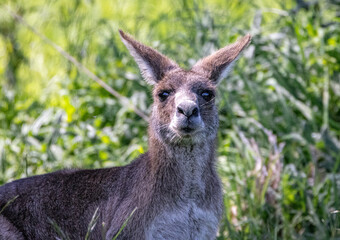 Close-up of a Kangaroo (Macropodidae), Australia