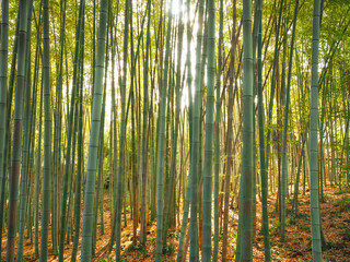 Grüner Bambuswald im Gegenlicht 