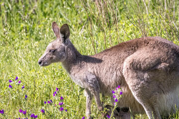 Kangaroo (Macropodidae), Australia