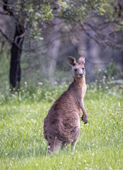 Kangaroo (Macropodidae), Australia © Kathy Huddle 