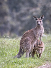 Kangaroo with joey (Macropodidae), Australia
