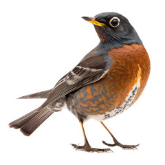 Obraz premium isolated American robin bird, macro, png, transparent background, spring, summer, vertical, horizontal, close up, Turdus migratorius, Generative AI