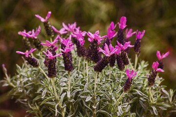 Lavender Flowers 9963