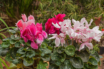 Pink Cyclamen flowers 9972