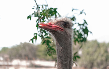 common ostrich with open mouth, close up head of biggest bird