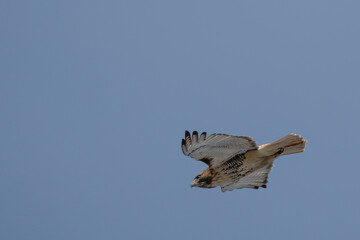 Red tailed Hawk in flight.