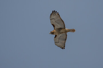 Red tailed Hawk in flight.