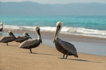 Many pelicans on a sandy shore by the ocean. Selective focus, blurred ocean waves and mountains in...