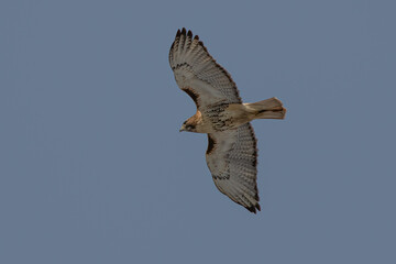 Red tailed Hawk in flight.