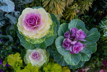 vegetable garden, cabbages in bloom