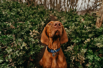 Portrait of Hungarian Vizsla Pointer Dog in Forest