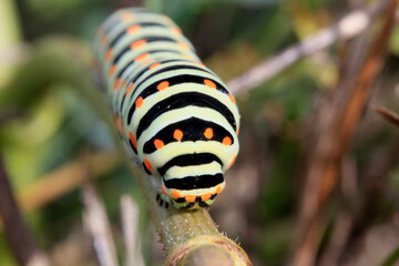 cheminement de la chenille