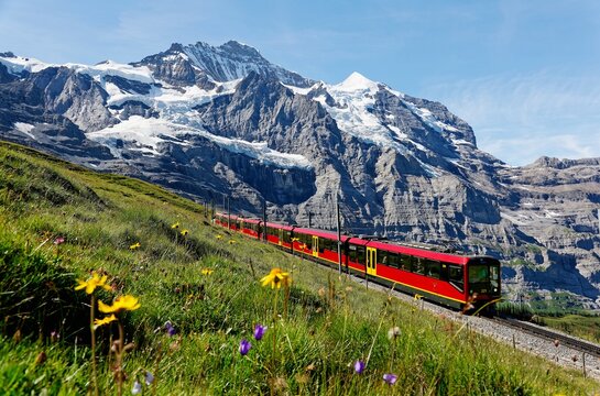 A tourist train travels on Jungfrau Railway from Jungfraujoch (Top of Europe) to Kleine Scheidegg & wild flowers bloom on a green grassy hillside under blue sunny sky in Bernese Oberland, Switzerland