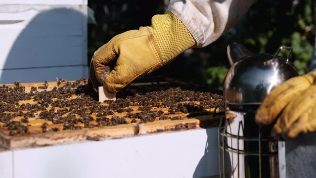 Varroa mite control. Varroa destructor. How to treat bees from varroa mite. The beekeeper treats the bees of the varroa mite. Diseases of bees and their treatment. Varroasis.