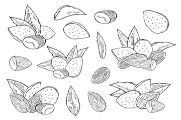 Hand drawn Almonds set: with leaves and immature fruit. Blossoming almond. Nuts and kernels. Vector illustration.