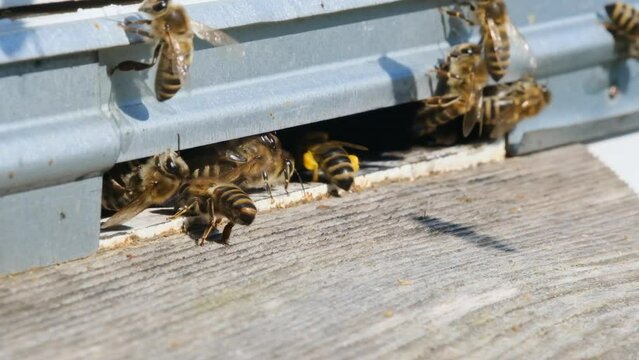 The bees circle around the hive and put the freshly floral nectar and flower pollen inside the hive. Slow-motion video. Apiary.