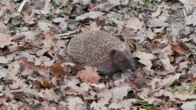 Hedgehog ( Erinaceidae ) Walking in the Leaves
