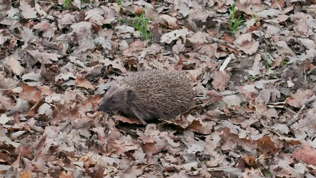 Hedgehog ( Erinaceidae ) Walking in the Leaves