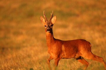 ein Reh steht auf einem Feld schaut in die kamera