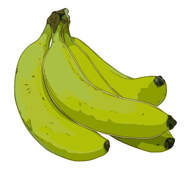 Gruppo di banane disegno