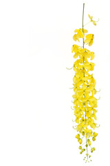 Yellow golden shower flower , cassia  fistula flower isolated on white background.