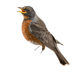 isolated American robin bird, macro, png, transparent background, spring, summer, vertical, horizontal, close up, Turdus migratorius, Generative AI