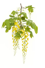 Yellow golden shower flower , cassia  fistula flower isolated on white background. - 579786746