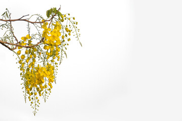 Yellow golden shower flower , cassia  fistula flower isolated on white background. - 579786771