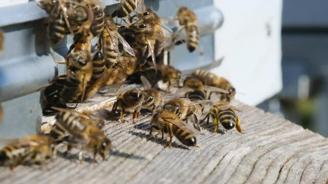 The bees circle around the hive and put the freshly floral nectar and flower pollen inside the hive. Slow-motion video. Apiary.