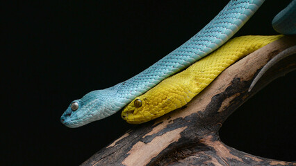Yellow and Blue Viper