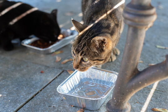 Homeless cat and little kitty eating on dish