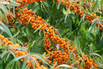 Naklejka na ściany i meble Ripe berries of sea ​​​​buckthorn on a branch garden, summer background closeup