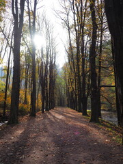 Fototapeta premium Autumn road