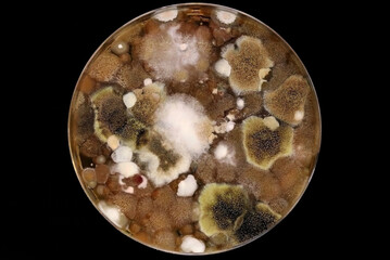 Microbiology. Petri dish with a culture of different fungi isolated from the soil. Infectious...