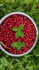 red currant in a bowl