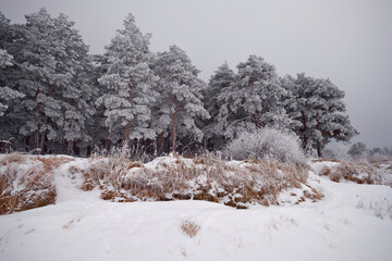 Pine trees in white hoarfrost and snow-covered dunes on shore of Gulf of Finland of Baltic Sea in winter.