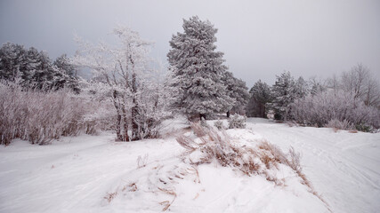 Obraz premium Pine trees in white hoarfrost and snow-covered dunes on shore of Gulf of Finland of Baltic Sea in winter.
