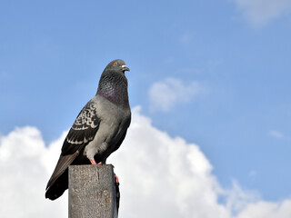 grey rock dove perching on peak of wooden pole with blurred sky and fluffy cloud with copy space