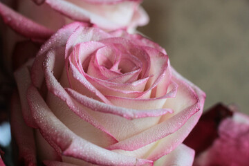 Bud of a tender pink rose close-up in a bouquet
