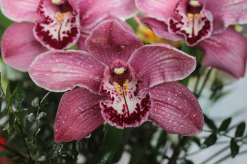 pink blooming orchid flower with a yellow center in a spring summer bouquet in drops of dew, water, rain