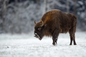 Fotobehang European bison - Bison bonasus in Knyszyn Forest © szczepank