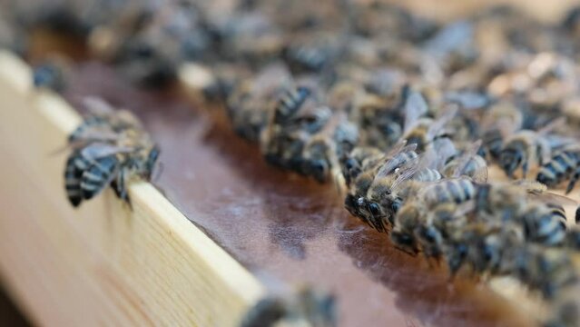 Supplemental feeding of bees. Bees eat syrup.